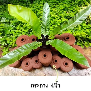 เฟิร์นข้าหลวง หลังลาย ไม้มงคล ไม้ประดับ ไม้ฟอกอากาศ ทางเลือกที่คนรักสวนไม่ควรพลาด *จัดส่งแบบห่อตุ้ม*