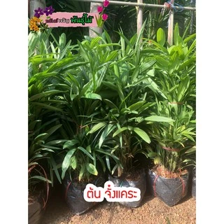 ต้นจั๋งแคระ ไม้ฟอกอากาศ สูง 40-60 cm. 1ถุงมี10-12ต้น พร้อมส่ง สำคัญกรุณาสั่งซื้อในเวลา12:00น.-00:00น.
