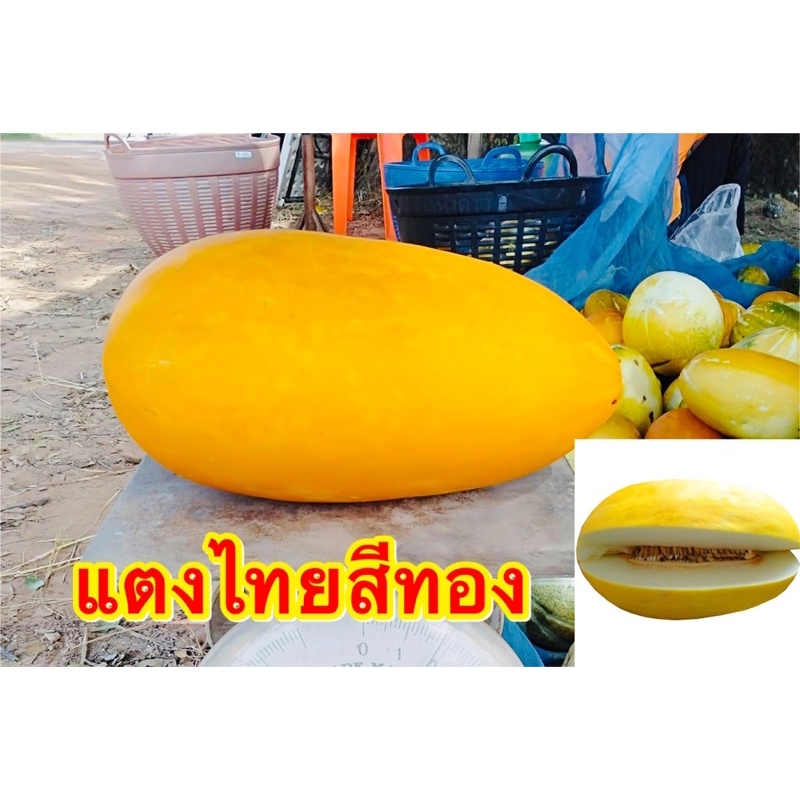 เมล็ดพันธุ์ แตงไทยสีทอง พันธุ์หมอนทอง 150-300เมล็ด