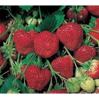 เมล็ดพันธุ์ Strawberry สายพันธุ์ Tioga 50 เมล็ด เมล็ดพันธุ์นำเข้าจาก ยุโรป