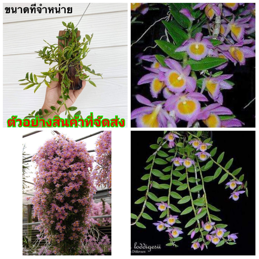 (3กระถาง) (ขาย ต้นพันธุ์) ดอก ต้น เอื้องสายน้ำผึ้งเวียดนาม เอื้อง สายน้ำผึ้ง เวียดนาม กล้วยไม้ ศรุต