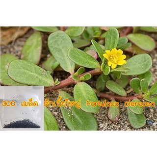 300 เมล็ด ผักเบี้ยใหญ่ Portulaca oleracea ผักอีหลู ผักตาโค้ง ผักเบี้ยดอกเหลือง ผักเบี้ยใหญ่ แดงสวรรค์ สมุนไพรไทย