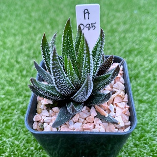 Haworthia reinwardetii tenuis ม้าทรายลายจุด A085