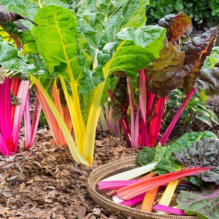 เมล็ดผักเรนโบว์สวิสชาร์ตคละสี -  MIX SWISS CHARD  บรรจุซอง100 เมล็ด  สีสวย ปลูกง่าย โตไว ชอบแดดปลูกได้ทุกภาคของประเทศสวิ