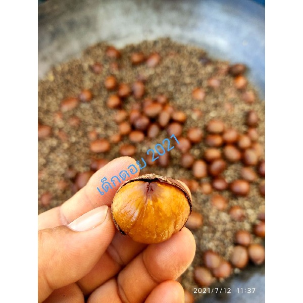 🔥👍🏼🌰1.kg.รวมกล่อง/เกาลัด🌰👍🏼🔥คั่วสด 🔥🌲มีทั้ง สุก/ดิบ🌲🔥 ไม่ผ่านการต้ม🌲นึ่งมาก่อน🔥 รูปที่ 8