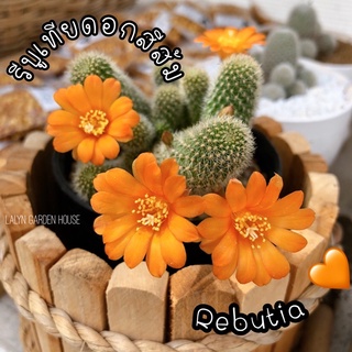 🦊🧡REBUTIA รีบูเทียดอกส้ม 🧡มาแล้วจ้า มีไม่มาก‼️ อีก 1 สายพันธุ์ที่น่าสะสม รีบูเทียดอกสีส้ม สีดอกสดใส น่ารัก