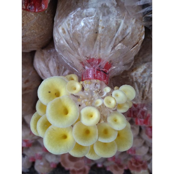ก้อนเชื้อเห็ดนางรมทอง 3 ก้อน 75 บาท เชื้อเดิน 40% ต้องนำไปบ่มต่อ เห็ดเพื่อสุขภาพคอลลาเจนสูง (อัพเดทเชื้อวันที่ 24/06/69)