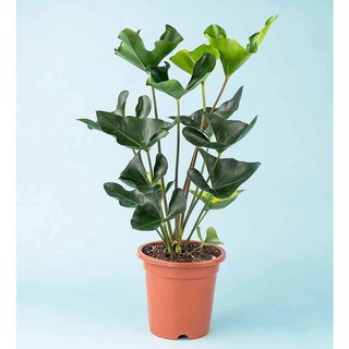 Anthurium Arrow : หน้าวัวลูกศร : หน้าวัวมิกกี้เมาส์ ส่งฟรี