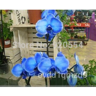 Rare orchid ! 10pcs Bonsai Balcony Flower Butterfly Orchid Moth Orchid Seeds Sky Blue DIY Home Garden Free Shipping生菜/儿童