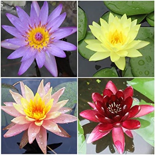 100 เมล็ด เมล็ดบัว คละสี นำเข้า บัวนอก สายพันธุ์เมล็ดบัว Waterlily Nymphaea Seeds