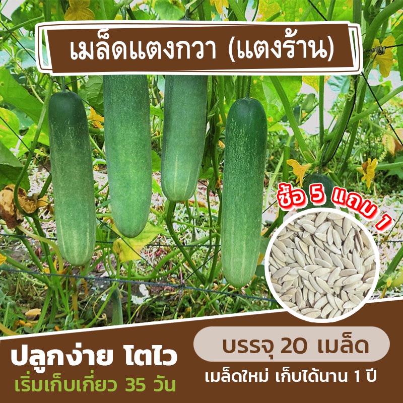 เมล็ดพันธุ์ แตงกวา (แตงร้าน) แบ่งขาย 20 เมล็ด (ซื้อ 5 แถม 1)✨