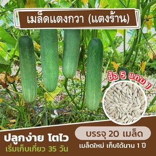 เมล็ดพันธุ์ แตงกวา (แตงร้าน) แบ่งขาย 20 เมล็ด (ซื้อ 5 แถม 1)✨