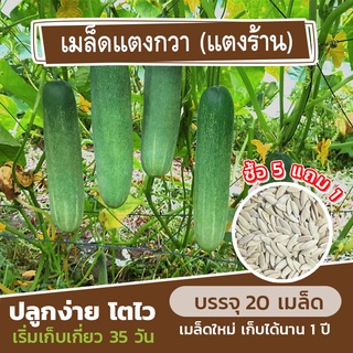 เมล็ดพันธุ์ แตงกวา (แตงร้าน) แบ่งขาย 20 เมล็ด (ซื้อ 5 แถม 1)✨