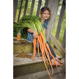 เมล็ดพันธุ์แครอทยาว แมนปูคูจิ (Manpukuji Carrot Seed) บรรจุ 100 เมล็ด ของแท้ คุณภาพดี ราคาถูก นำเข้าจากต่างประเทศ
