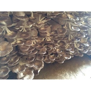 เชื้อเห็ดนางฟ้าภูฏาน ซื้อ10 แถม1 ขวด