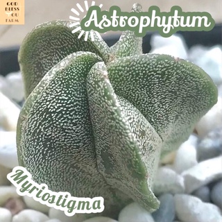 [แอสโตรมายริโอสติกม่า] Astrophytum Myriostigma ส่งพร้อมกระถาง แคคตัส Cactus Succulent Haworthia Euphorbia ไม้หายาก