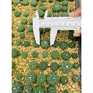 สุ่ม ขนาด 2 cm. ขึ้นไป แอสโตร แอสโตรไฟตัม Astrophytum cactus กระบองเพชร แคคตัส จัดส่งแบบล้างราก