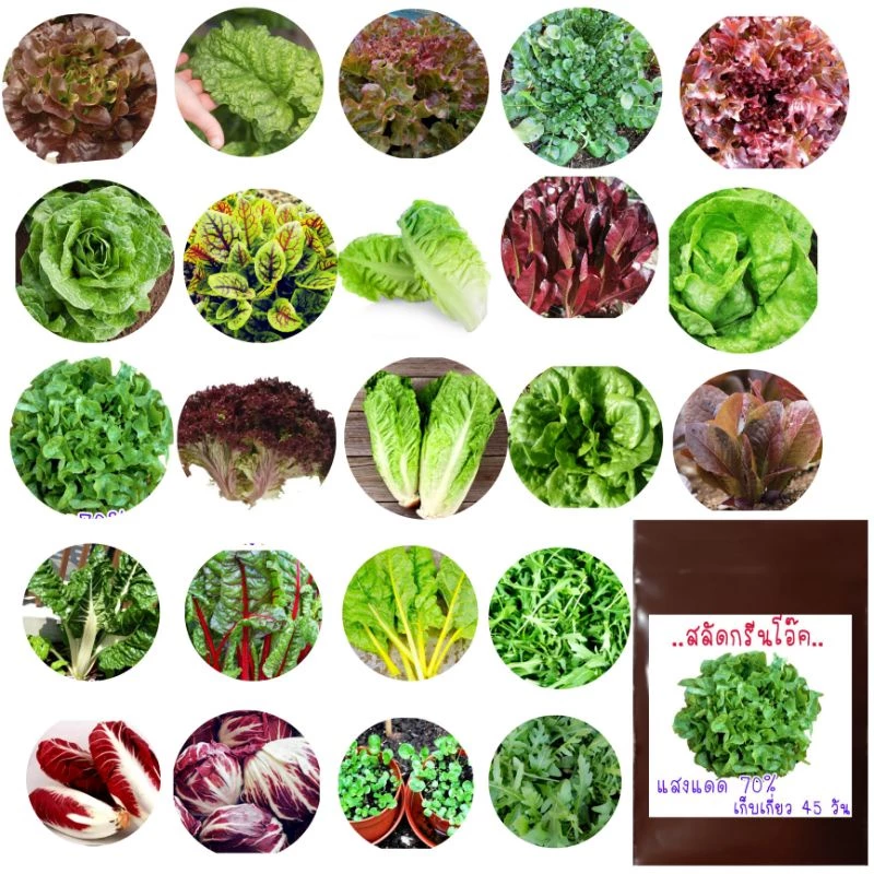 เมล็ดพันธุ์ผักสลัด 50-500เมล็ด เมล็ดพันธุ์สลัด
