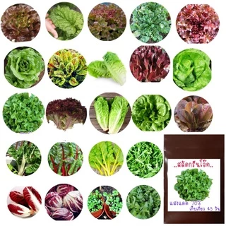 เมล็ดพันธุ์ผักสลัด 50-500เมล็ด เมล็ดพันธุ์สลัด