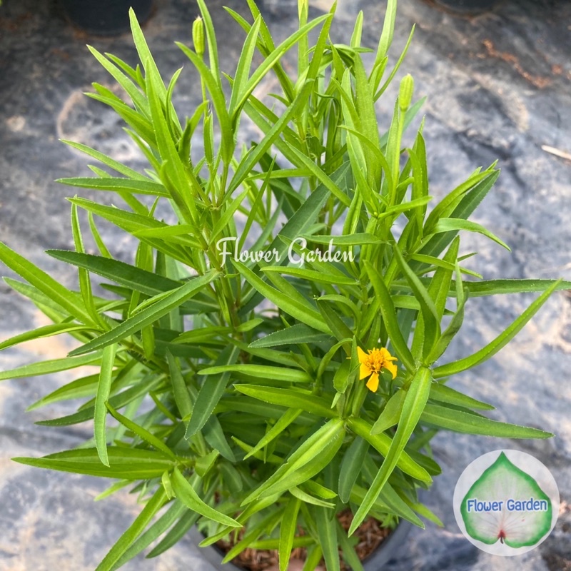 F328 ทาร์รากอน Tarragon กลิ่นหอม รสเผ็ดร้อน กระถาง 8 นิ้ว ปลูกง่าย สมุนไพรฝรั่ง