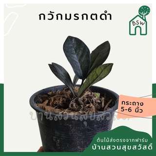 กวักมรกตดำ (มีหัวทุกต้น) (zamioculcas zamiifolia black )