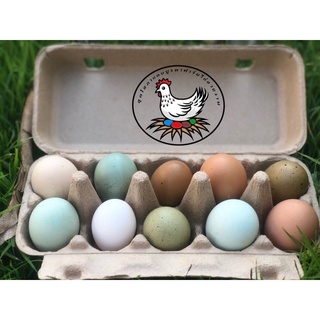 ไข่เชื้อหลากสี ไก่ไข่ต่างประเทศโอลีฟ ไข่ไก่สำหรับฟัก ไก่ไข่ ไข่ไก่สีเขียว ไก่ไข่