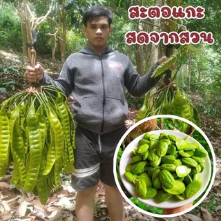 สะตอแกะ แกะสดวันต่อวัน แกะตามออเดอร์250-1000กรัม