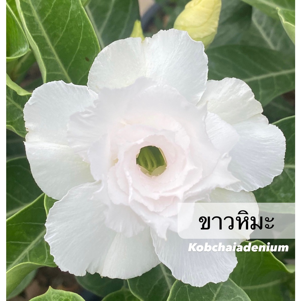 ชวนชมดอกซ้อน "ขาวหิมะ" ขนาดกระถาง 6 นิ้ว (แบบถอนจัดส่ง)