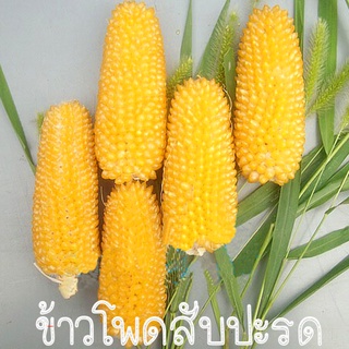 ข้าวโพดแคระ🌽สับปะรด🎯ถูกที่สุด10บ.🌽เมล็ดพันธุ์ข้าวโพดแคระสับปะรด🌱เมล็ดพันธุ์แท้🌱ปลูกง่าย🌱ผลดก