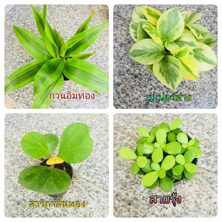 Mini Plant ไม้มงคล 11-20