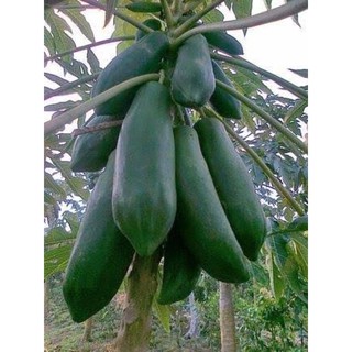 เมล็ด มะละกอ แขกดำ ( Papaya Seed ) บรรจุ 10 เมล็ด