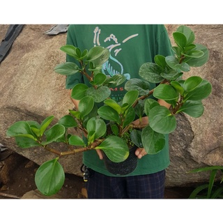 เปปเปอร์โรเมียหยก,เขียว(ฟอร์มใหญ่)กระถาง6นิ้ว Peperomia obtusifolia (L.) F.Dietr