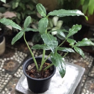 Syngonium Auritum ไม้แรร์ไอเทมน่าสะสม (ต้นใหญ่)