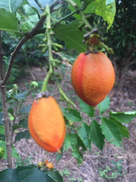 ต้นพีนัทบัตเตอร์  ต้นเนยถั่ว - รูปที่ 2