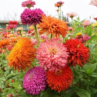 ดอกบานชื่นแคคตัส 60เมล็ด(0.6กรัม)  Zinnia Cactus elegans  เมล็ดพันธุ์พรีเมี่ยมเกรด