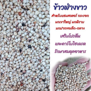 ข้าวฟ่างขาว เม็ดใหญ่ White Dali สำหรับหนู กระรอก นกปากขอ นกเขา นกพิราบ (แบ่งขาย1กิโล)