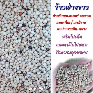 ข้าวฟ่างขาว เม็ดใหญ่ White Dali สำหรับหนู กระรอก นกปากขอ นกเขา นกพิราบ (แบ่งขาย1กิโล)