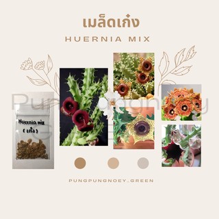 เมล็ดกระบองเพชร เมล็ดแคคตัส เมล็ดเก๋ง Huernia mix 20 เมล็ด