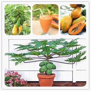 10pcs Maradol Papaya Seeds Vegetable Fruit Tree Plant Home Garden Decoration Health Fruits Seeds(เมล็ดพันธุ์พืช  )