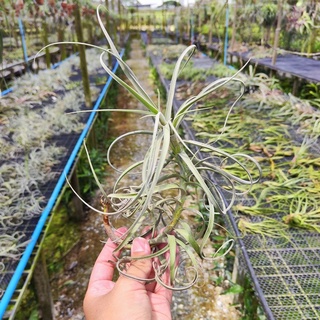 Tillandsia Wonga ทิลแลนเซีย วองก้า สับปะรดสี สับปะรดประดับ