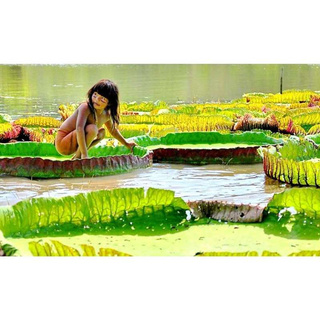 นำเข้าจากอเมริกา เมล็ดพันธุ์ บัว กระด้ง หรือ บัววิคตอเรีย Victoria water lily Amazon Water Lily Royal water-lily Giant