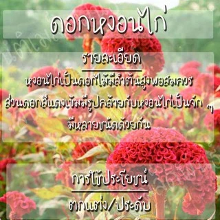เมล็ดพันธุ์ ดอกหงอนไก่ฝรั่ง สีแดง หงอนไก่ 200 เมล็ด Red Cockscomb Seed เมล็ดพันธุ์แท้ นำเข้าจากต่างประเทศ100% ดอกไม้ ดี