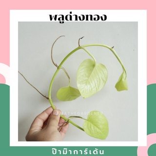 ต้นพลูด่างทอง จำนวน 1 กิ่ง สามารถนำไปเลี้ยงในน้ำได้ ต้นไม้ฟอกอากาศ รายละเอียด ต้นพลูด่างในกระถาง