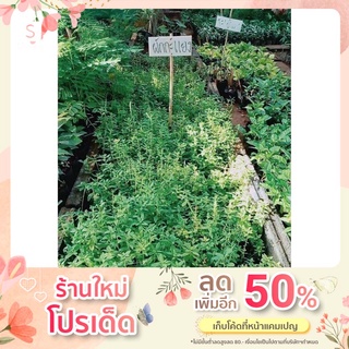 เมล็ดพันธุ์ ผักกะแยงอีสาน 1,500เมล็ด