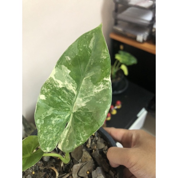 บอนกระดาศด่างขาว 3900 บาท พร้อมส่ง