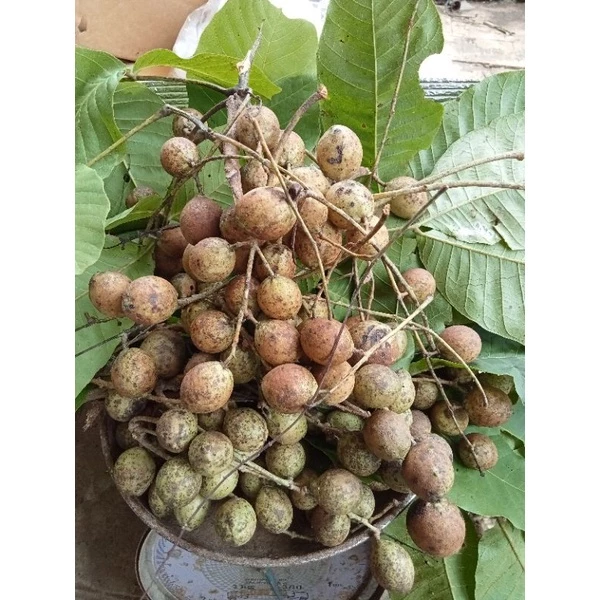 ตะคร้อ 1 ปีมี 1 ครั้ง ขายกิโลละ 35 บาท 💥พร้อมส่ง💥💥