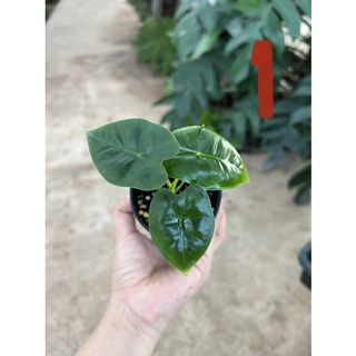 🍀🍀Alocasia frydex 🍀🔥เนื้อเยื่อเขียวจากแม่ด่าง🔥 ขนาดกระถาง3นิ้ว