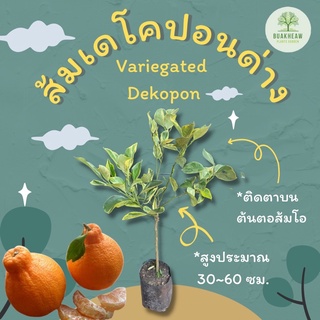 Variegated Dekopon/ส้มเดโคปอนด่าง/ส้มเดโคปองด่าง ต้นพันธ์ุส้มเดโคปอน ส้มเดโกปอง