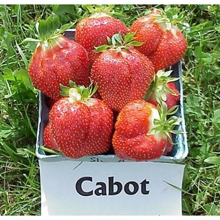 เมล็ดพันธุ์สตรอว์เบอร์รี่ คาบอท จูนแบริ่ง Cabot Junebearing Strawberry เมล็ดพันธุ์แท้ คุณภาพดี นำเข้าจากต่างประเทศ