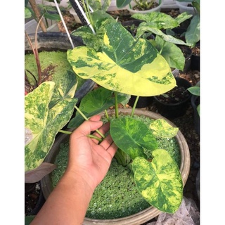 HK Garden ((ชำมีรากเเล้ว))บอนนาญี่ปุ่นด่างแท้ 100% (Colocasia Esculenta Yellow Splash) ด่างเเท้จากเเม่เดียวกันทุกต้น